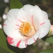 Delectissima [Magnolia Gardens]